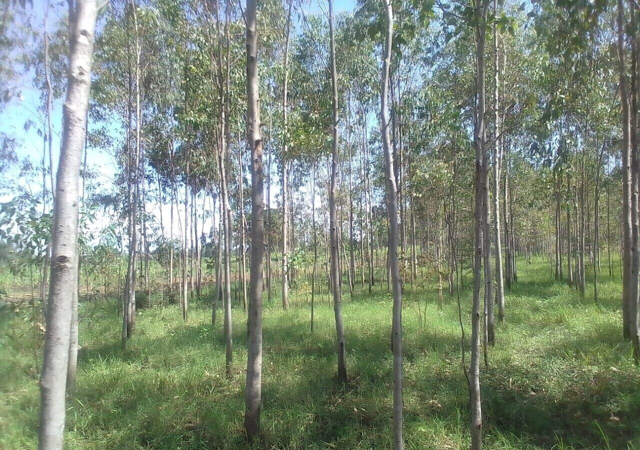 3/4 Acre Land with Eucalyptus Trees