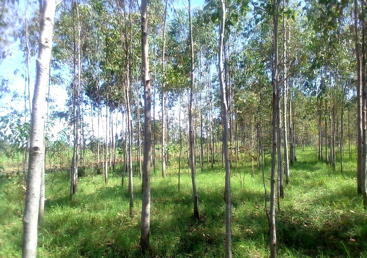 3/4 Acre Land with Eucalyptus Trees