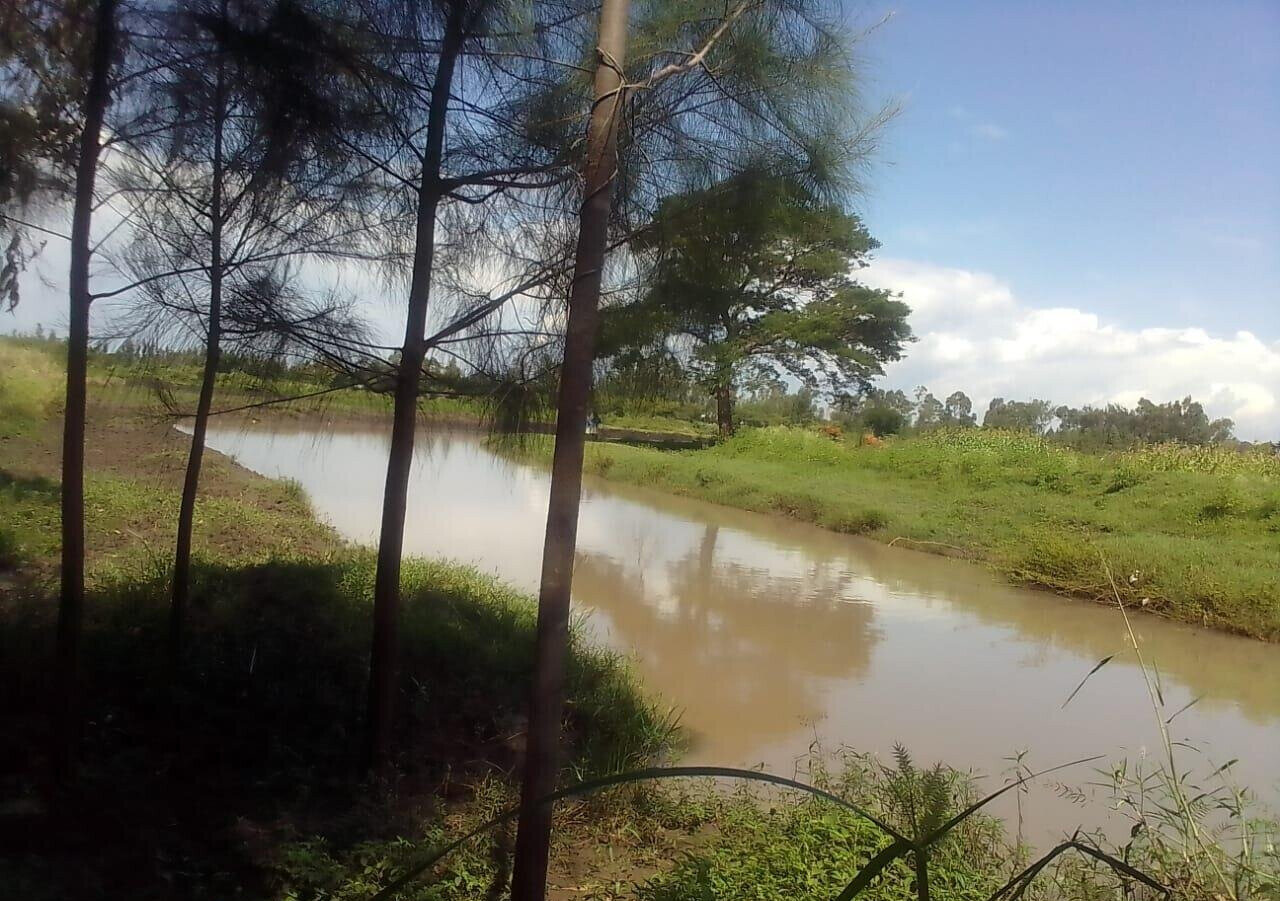 3/4 Acre Land with Eucalyptus Trees
