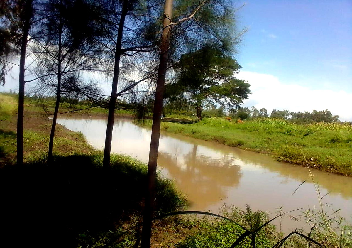 3/4 Acre Land with Eucalyptus Trees