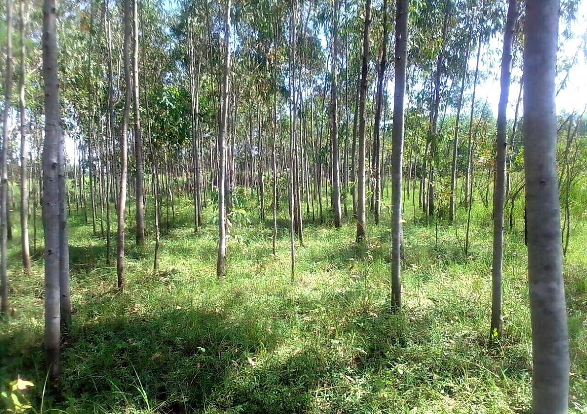 3/4 Acre Land with Eucalyptus Trees