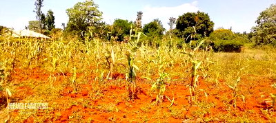 Mikuuri 50x100 - Image 1