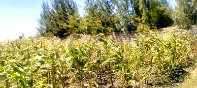 Land for Sale - Image 2