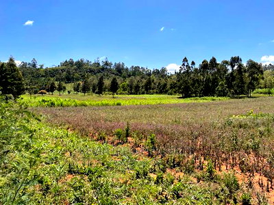 One Acre Land for Sale in Kikuyu, Lusigetti- Kiambu County. - Image 5