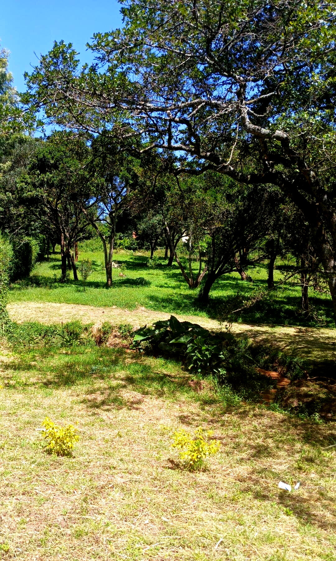 5-Acre Haven in Karen