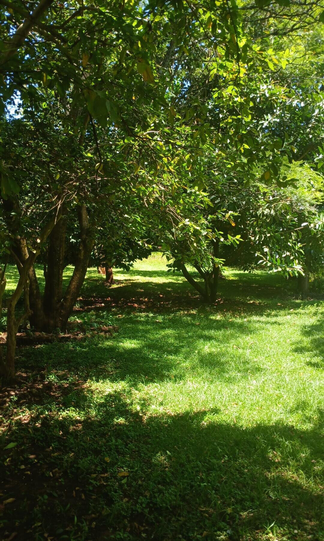 5-Acre Haven in Karen