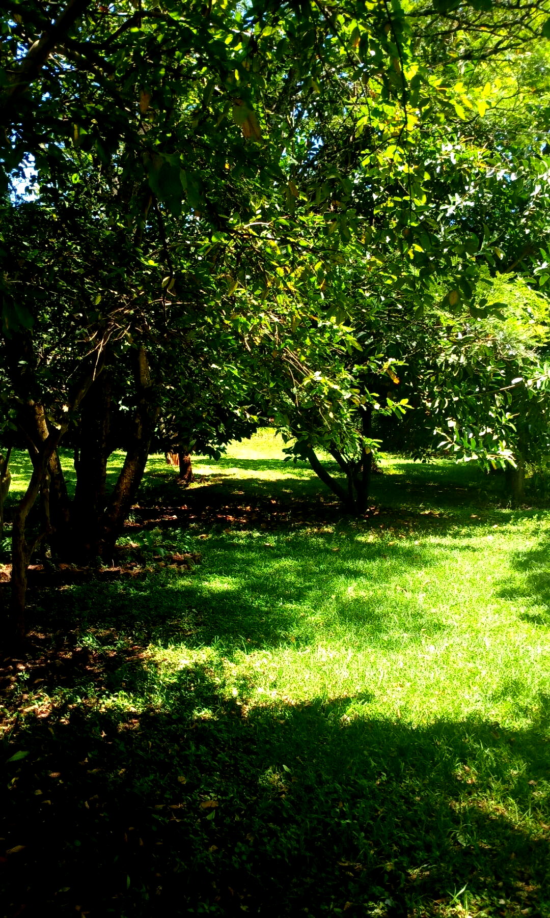 5-Acre Haven in Karen