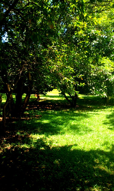 5-Acre Haven in Karen