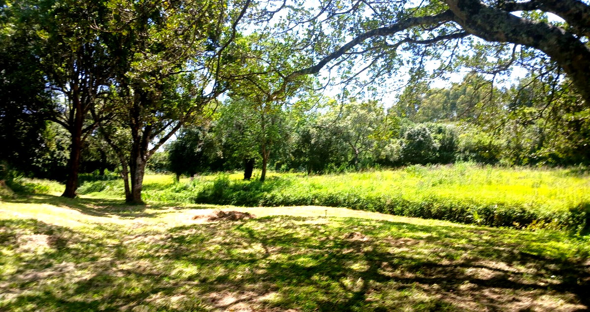 5-Acre Haven in Karen