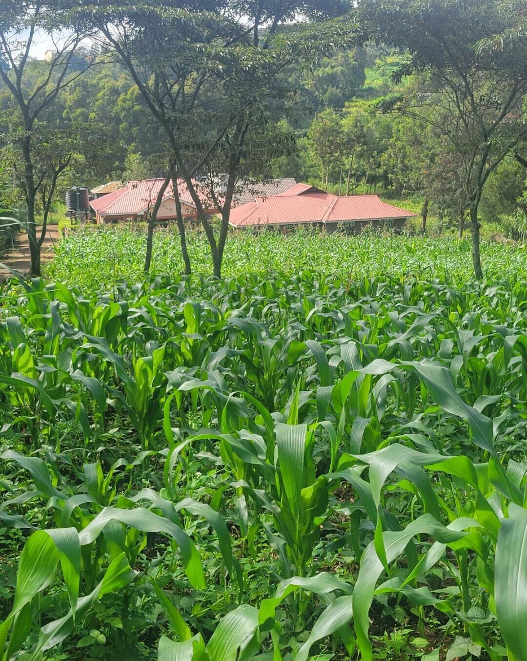 Pet Friendly 50x100 Plot at KSh 4.2M