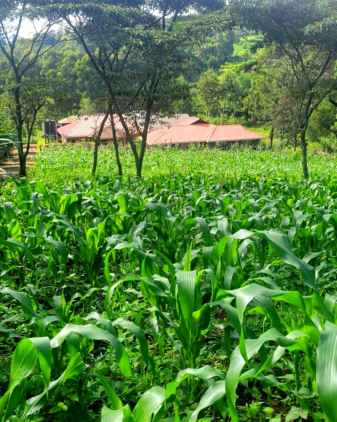Pet Friendly 50x100 Plot at KSh 4.2M