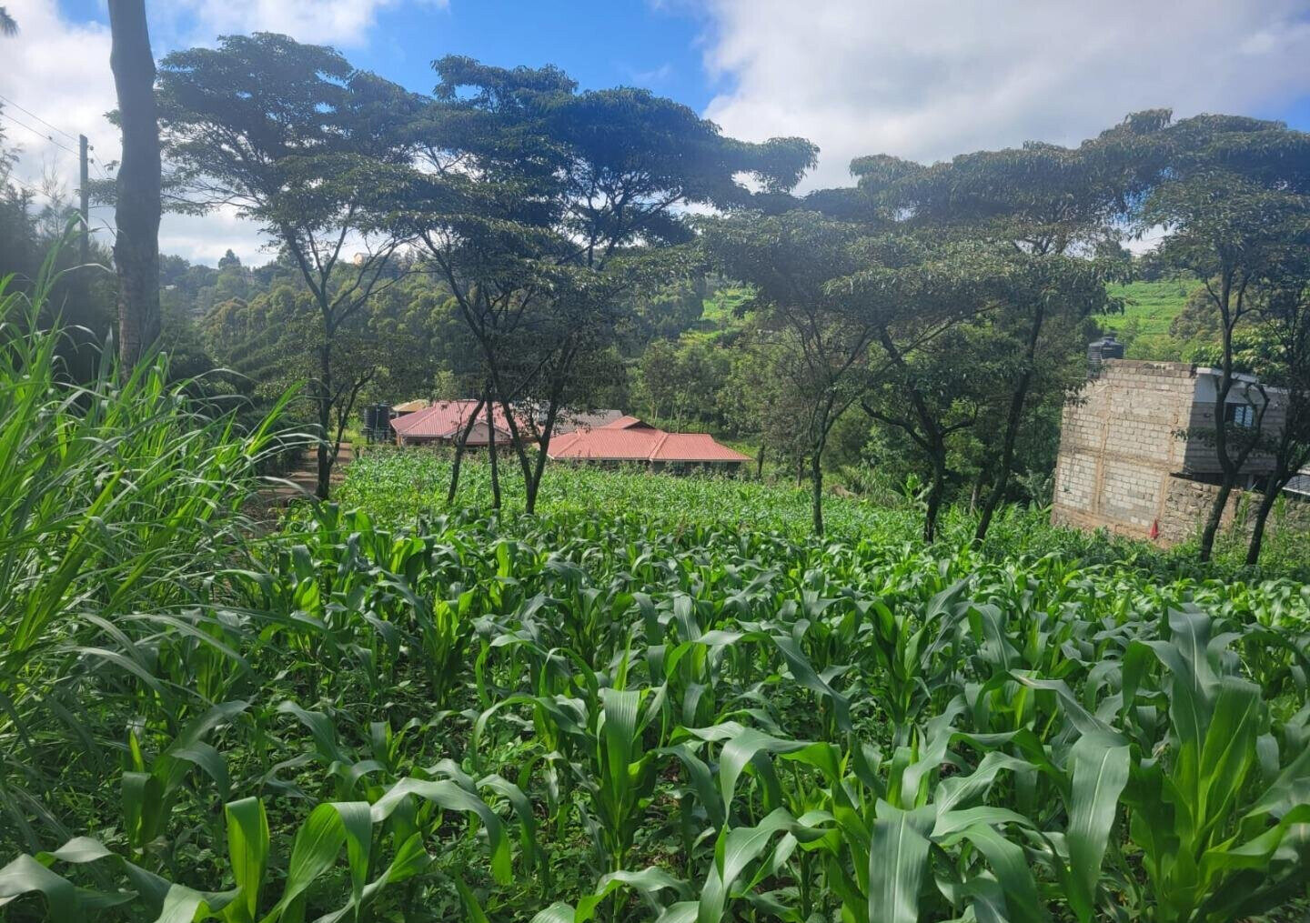 Pet Friendly 50x100 Plot at KSh 4.2M