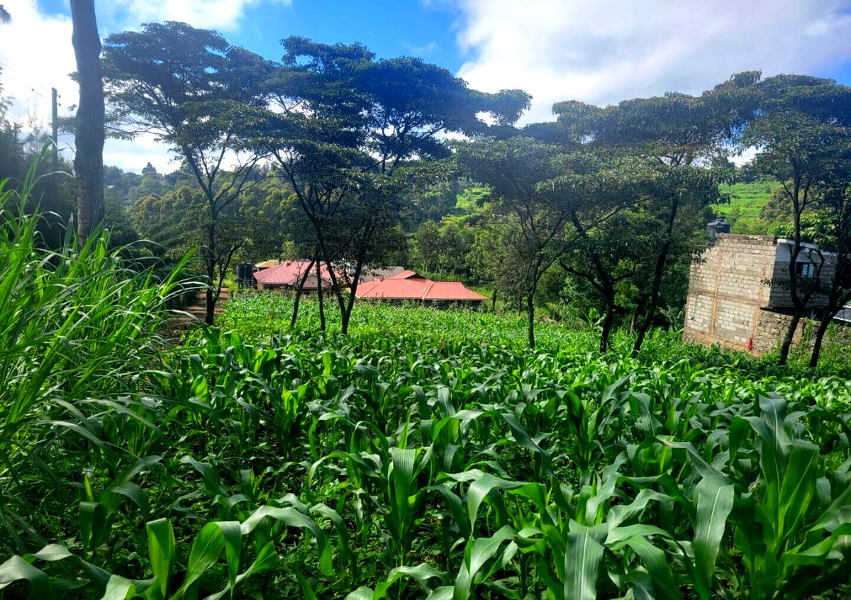 Pet Friendly 50x100 Plot at KSh 4.2M