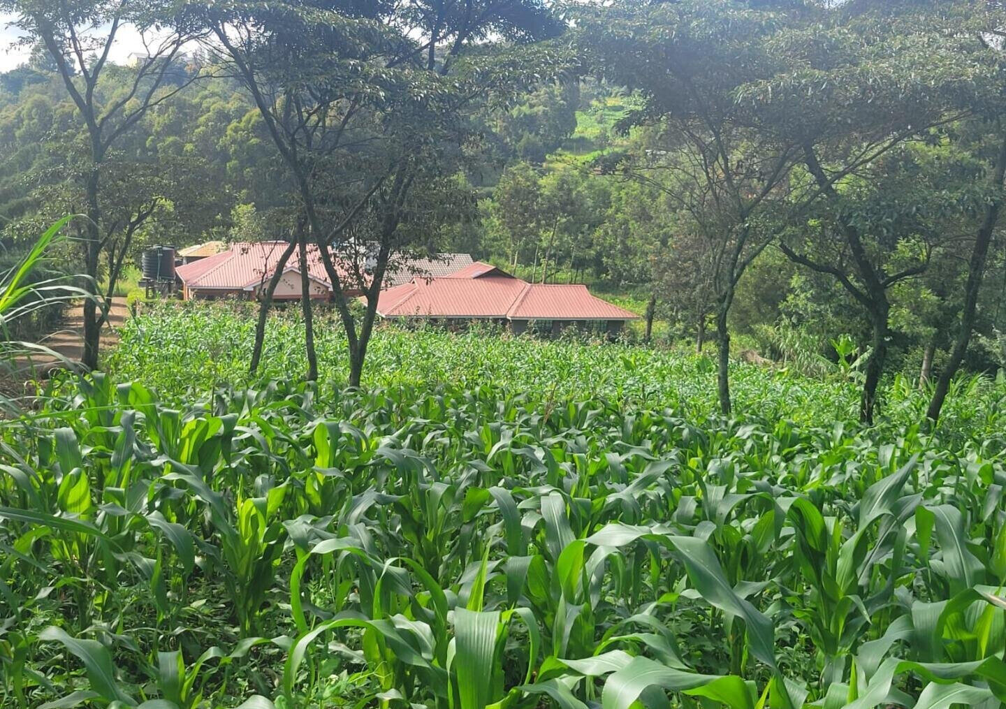 Pet Friendly 50x100 Plot at KSh 4.2M