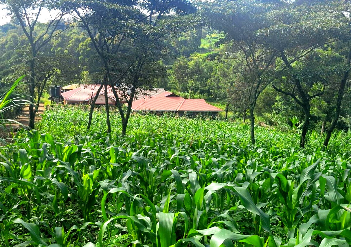 Pet Friendly 50x100 Plot at KSh 4.2M