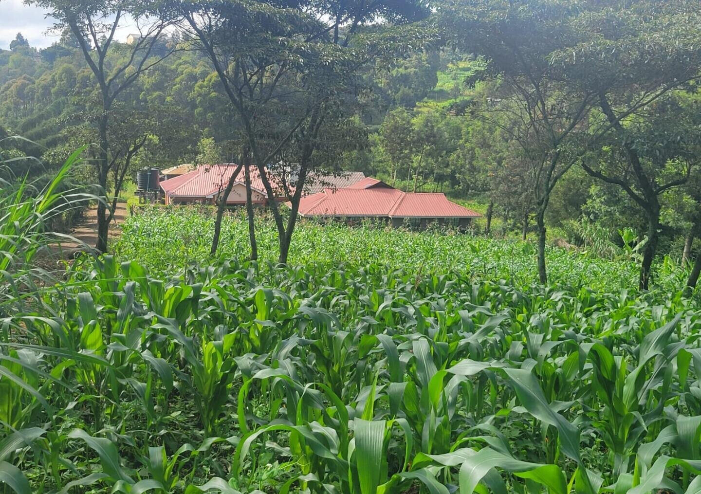 Pet Friendly 50x100 Plot at KSh 4.2M