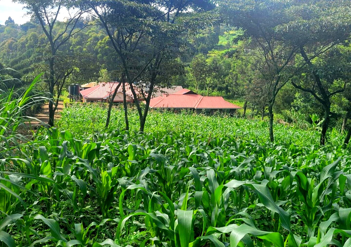 Pet Friendly 50x100 Plot at KSh 4.2M