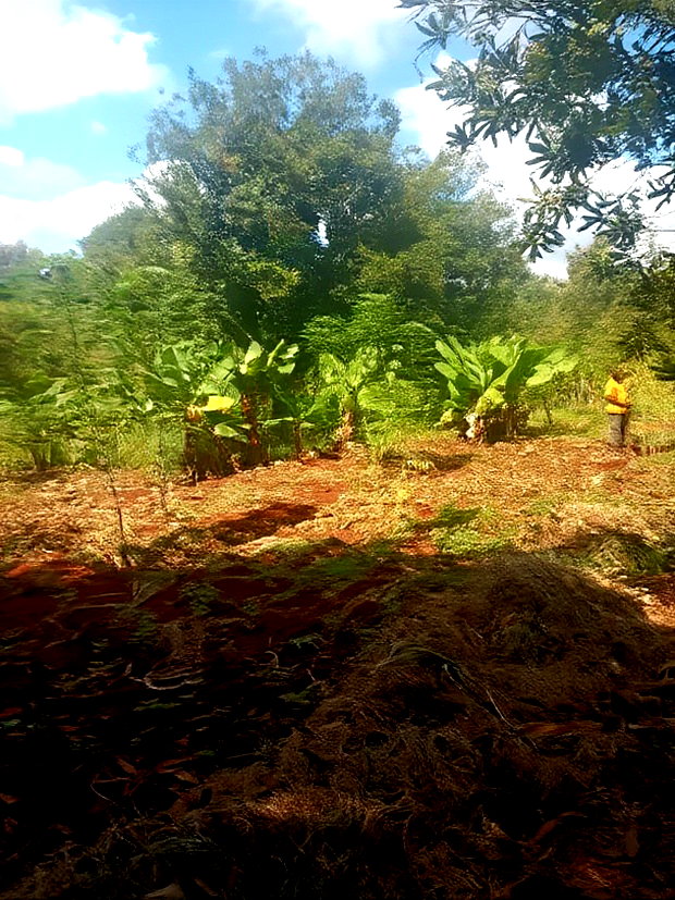 2 Acres for Sale in Kenyatta Road Kimunyu Area
