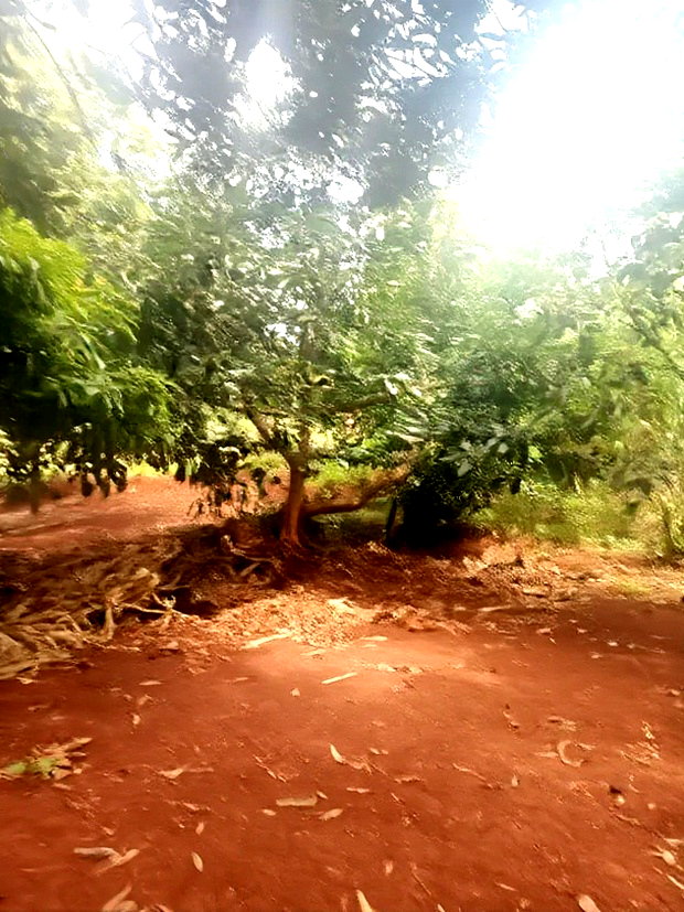 2 Acres for Sale in Kenyatta Road Kimunyu Area