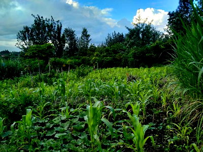 Residential Eighth Acre Plot in Ongata Rongai at Kandisi - Image 3