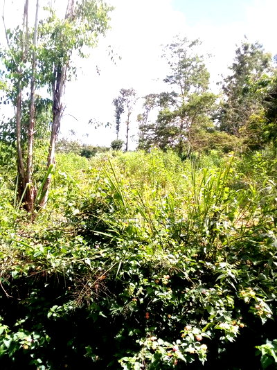 100 Acres Mutha,Kitui - Image 1