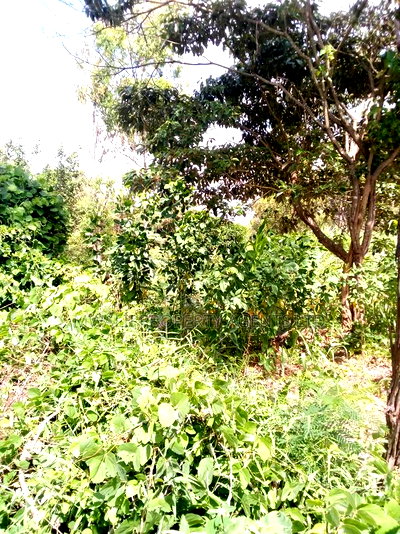 100 Acres Mutha,Kitui - Image 2