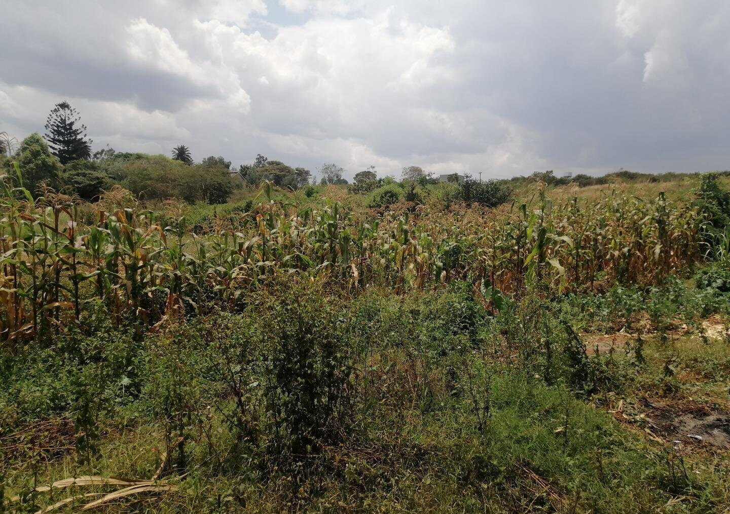Half Acre Plot in Runda at KSh 60M