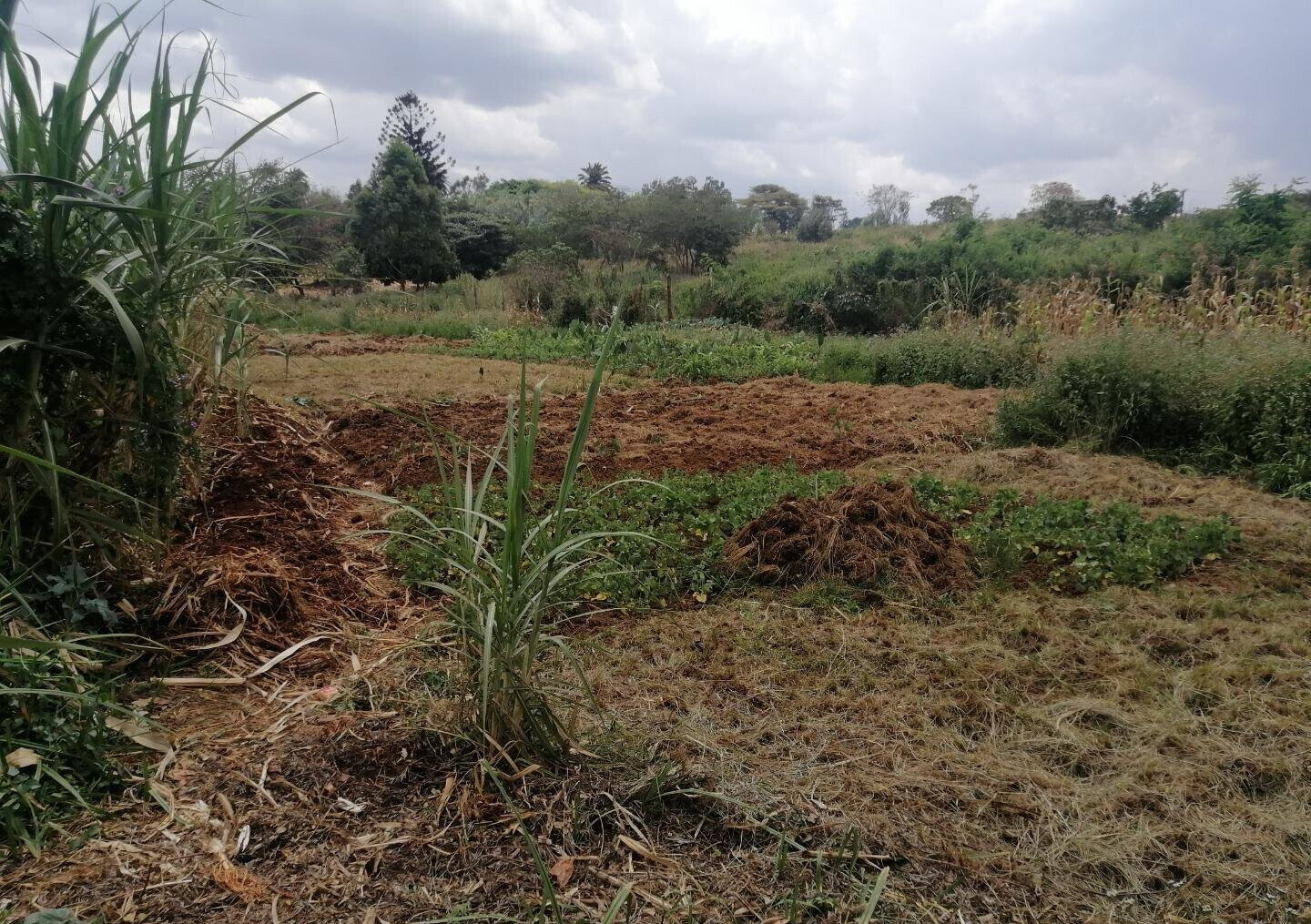Half Acre Plot in Runda at KSh 60M