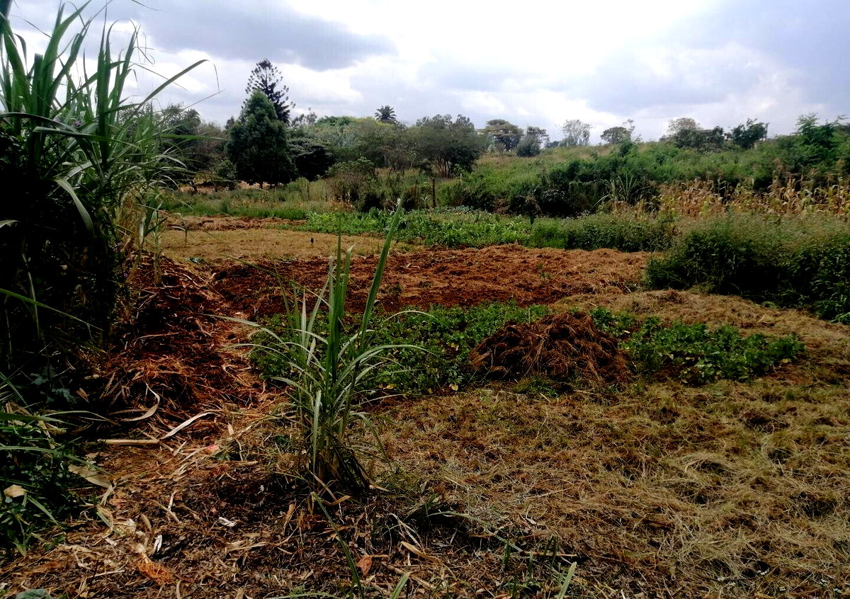 Half Acre Plot in Runda at KSh 60M