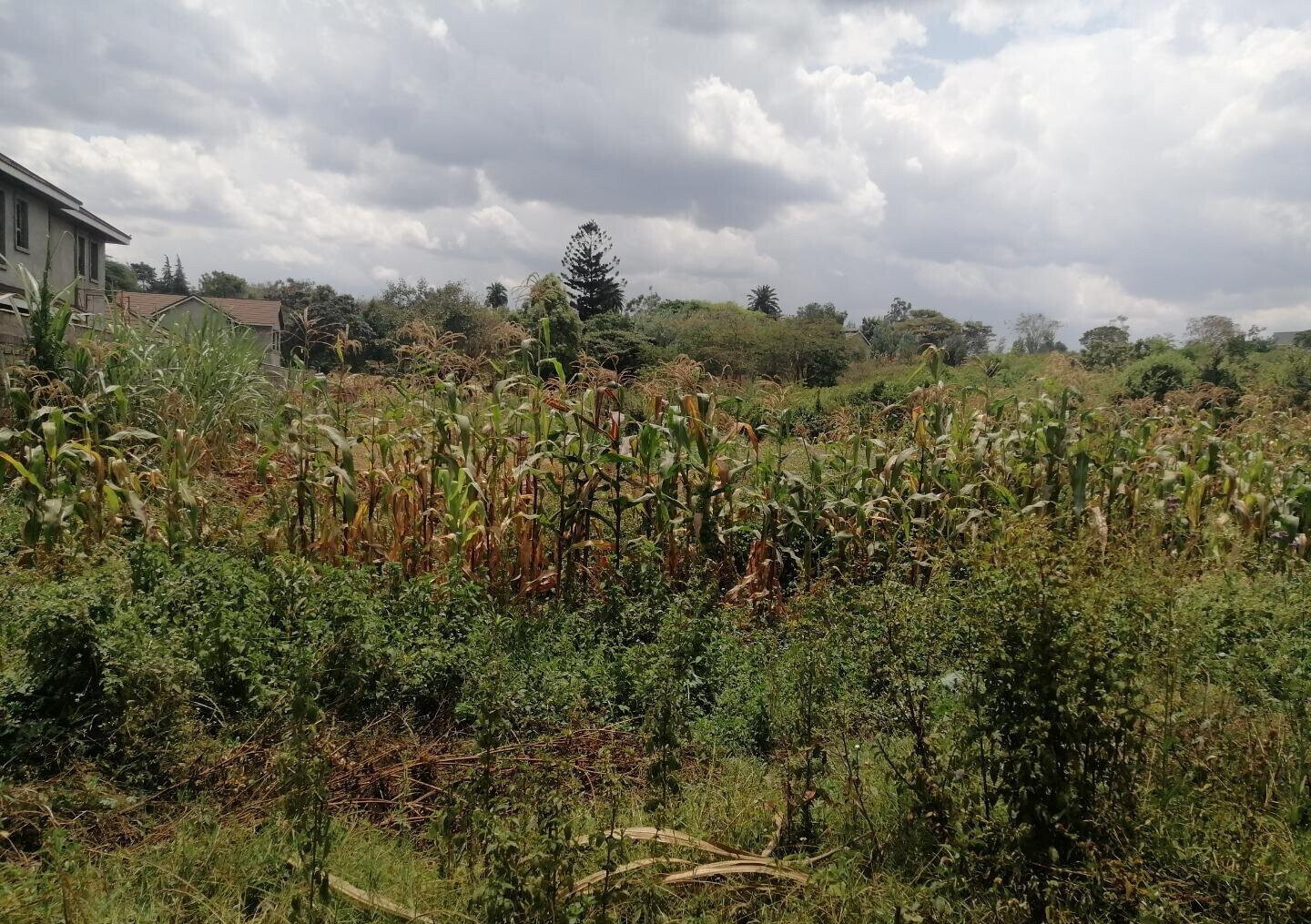 Half Acre Plot in Runda at KSh 60M