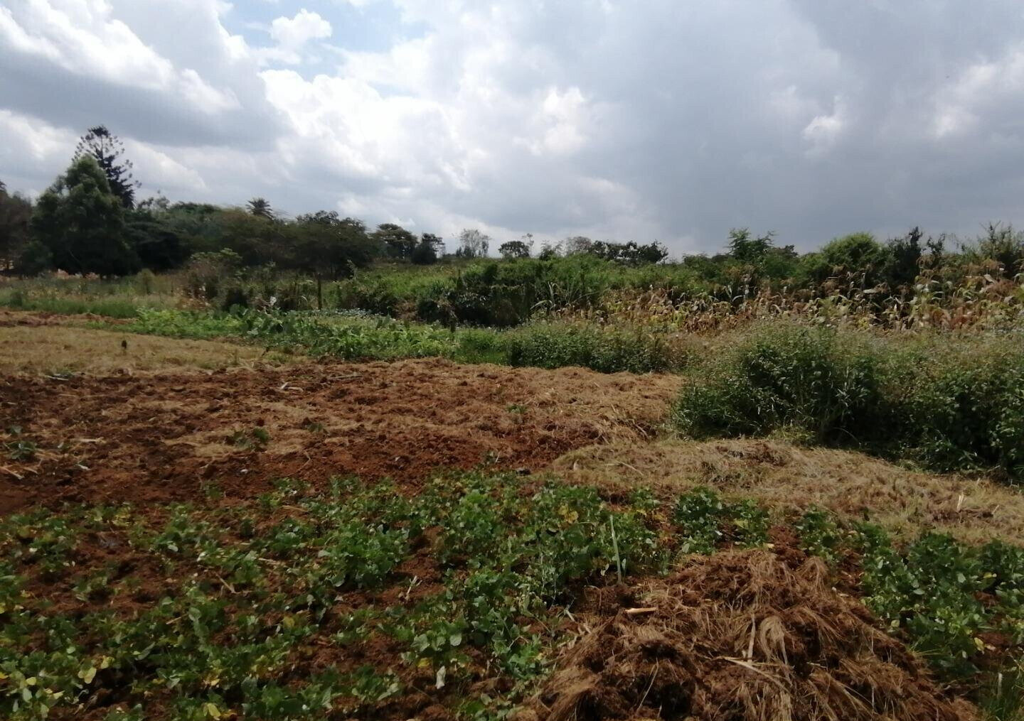 Half Acre Plot in Runda at KSh 60M