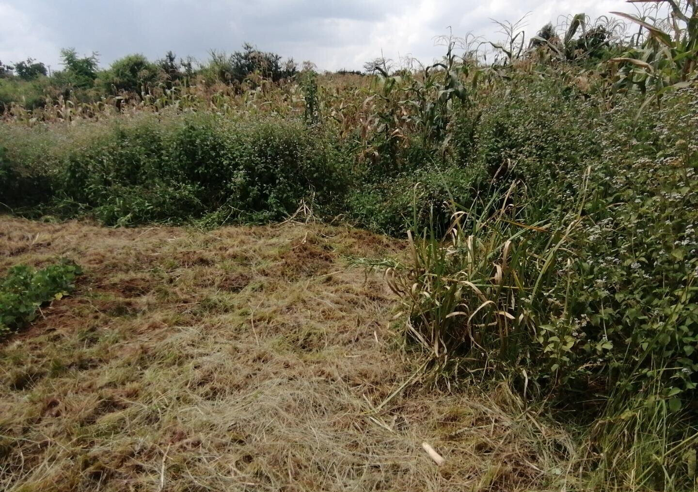Half Acre Plot in Runda at KSh 60M
