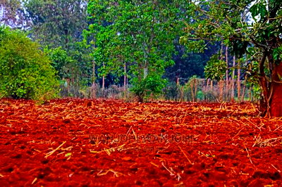 Prime Land Large Parcel - Image 2