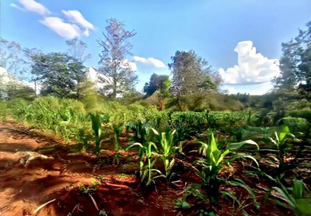 One and a Quarter Acre,Touching Maragua-Murang'a Highway.