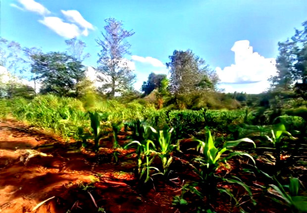 One and a Quarter Acre,Touching Maragua-Murang'a Highway.