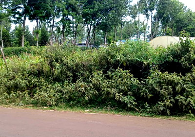1/2 Acre Plot in Kibiku
