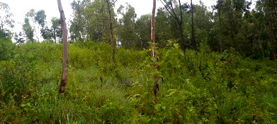 Gem Komuok 17 Acres - Image 5