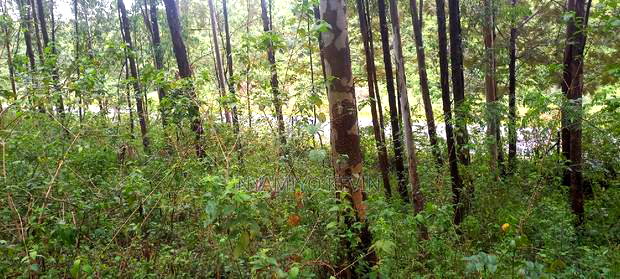 Gem Komuok 17 Acres