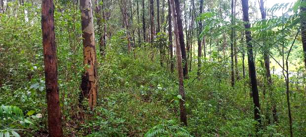 Gem Komuok 17 Acres