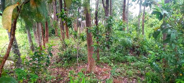 Gem Komuok 17 Acres