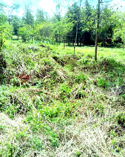 1/8 Acre Plot with Garden in Thika CBD