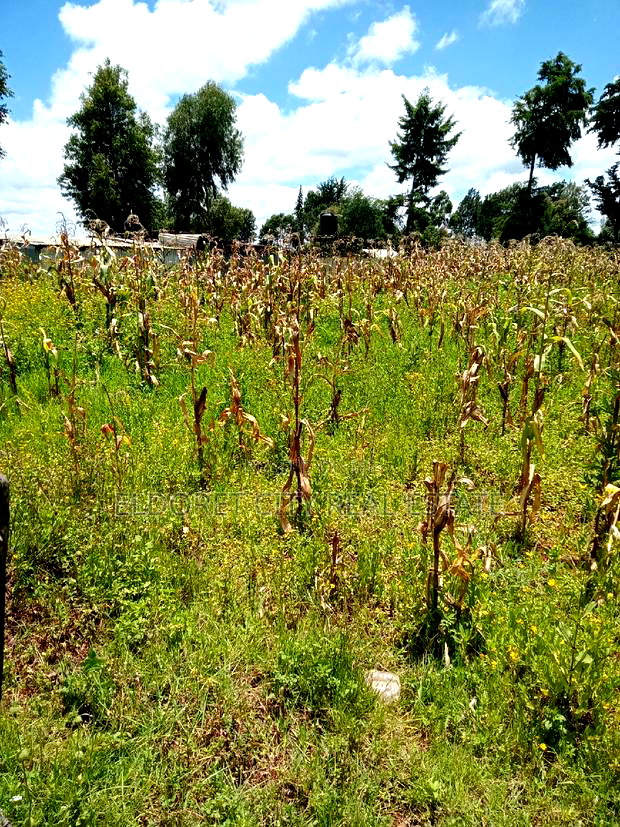 1/4 Plot Kimumu Ideal for Rental With Title