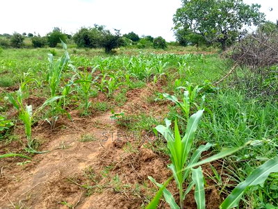 Plot for Sale Kinango Kwale - Image 2