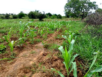 Plot for Sale Kinango Kwale - Image 7