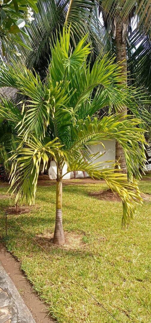 Garden Home with Parking for KSh 175K