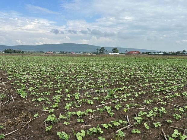 Nakuru Greensteds 1acres Blocks