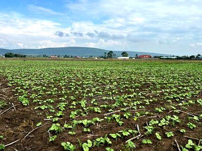 Nakuru Greensteds 1acres Blocks - Image 13