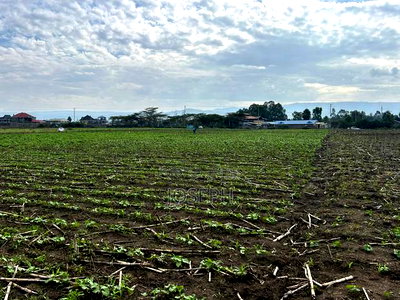 Nakuru Greensteds 1acres Blocks - Image 9