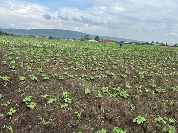 Nakuru Greensteds 1acres Blocks
