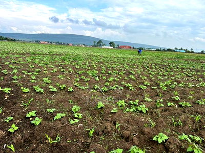 Nakuru Greensteds 1acres Blocks - Image 6